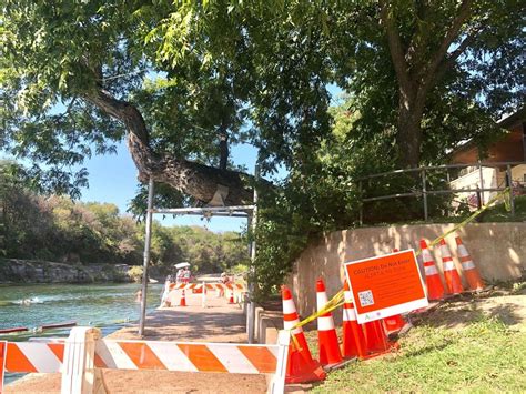 Group pitches last-chance plan to save historic Barton Springs tree Flo