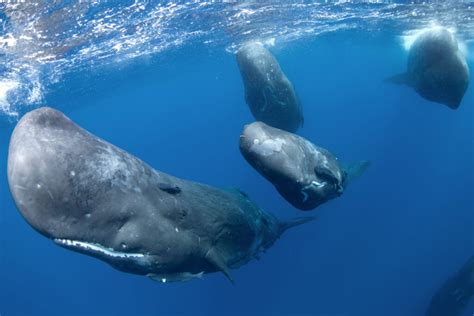 Groups of whales. Baleen whale group sizes are generally small; they often appear to be alone but are found to be in acoustic contact with others. Large groups of baleen whales are generally uncommon. Baleen whales are grouped into four families: rorqual; right; gray; and pygmy right whale. 