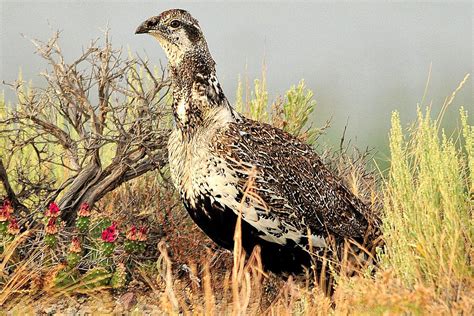 Grouse Identification Tips: How to Identify Quail