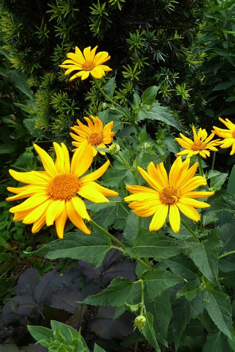 Grow Arnica for a Homemade Sore Muscle Salve