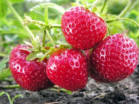 Grow Bumper Harvests of Luscious June Bearing Strawberries in Your Garden