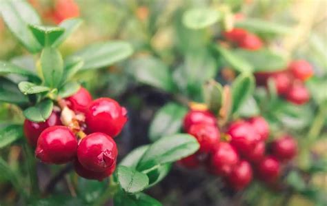 Grow Lingonberry In Containers – Slick Garden