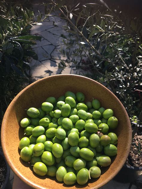 Grow Olives in Cold Climates — Food Garden Life