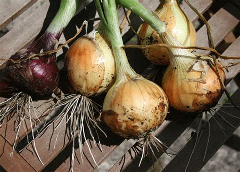 Grow Onions In Florida Get Short-Day Varieties - FL …