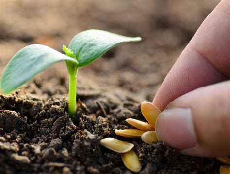 Grow a seed. Oct 1, 2020 · Seeds will need to germinate to grow into a seedling. A clone is a cutting taken off a weed plant that you can then grow into another plant, and it will have the same genetic makeup. ... 