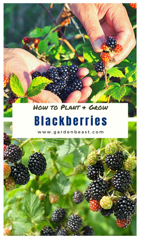 Grow blackberries at home the complete guide to growing blackberries in your backyard. - An easy guide to factor analysis.