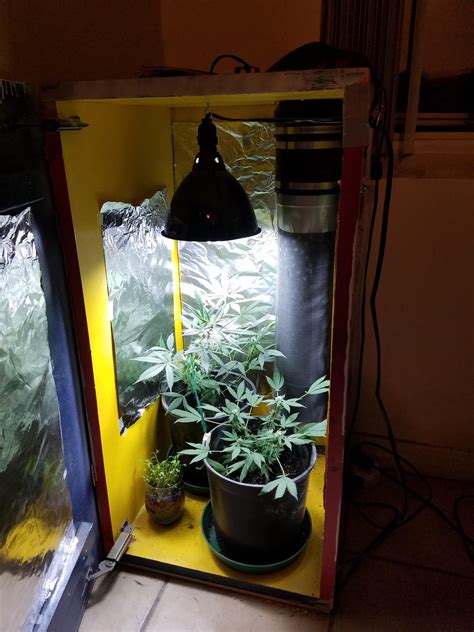 Grow box. When it comes to growing cannabis indoors, people are typically faced with the choice of using either a grow tent vs a grow box. Many people, especially first-time growers, choose to purchase a grow box. This is because grow boxes usually come with equipment already. This is a positive attribute of grow boxes, especially when it comes … 