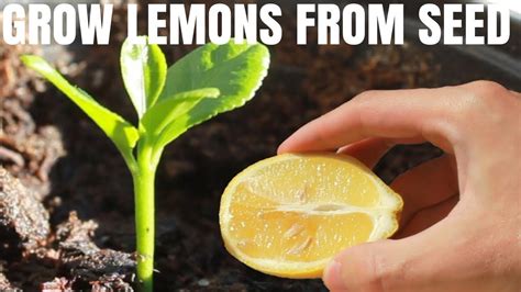 Grow lemon tree from seed. Place the soil mix in a small pot or container. Plant your lemon seeds in the soil. You want to plant them at a depth of about 0.39 inches (1cm) into the soil and cover them completely. Cover the pot with plastic wrap. This will encourage warmth and humidity, helping the seeds to germinate. 