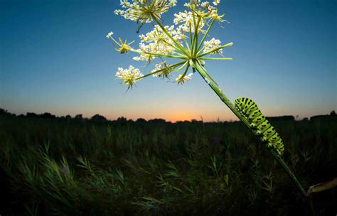 Grow plants for caterpillars The RSPB