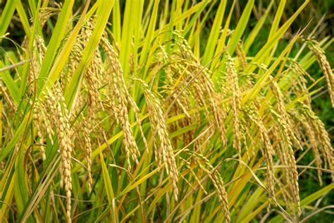 Grow rice. Apr 21, 2023 · During the growing season, the best temperature for rice is between 70°F and 99°F (21°C and 37°C). Soil temperatures above 99 degrees Fahrenheit (37 degrees Celsius) have a harmful effect on crop. It is possible to grow it only where nighttime lows stay at 60°F (15°C) or higher for a minimum of three months annually. 