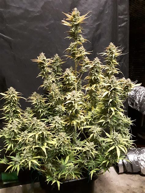 Growdiaries - 8 Jun 2021 ... crop of 3 photoperiod feminized strains from ILGM which include a Harlequin pure CBD strain, a. Bluedream Sativa strain, and a Gelato hybrid ...