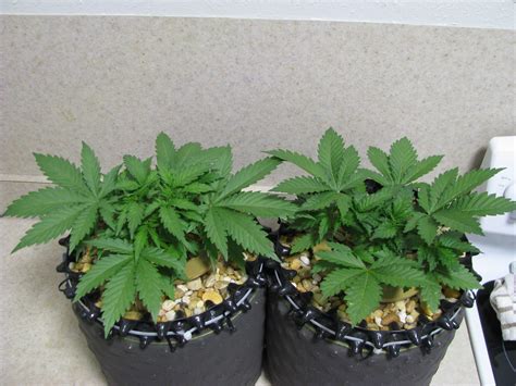 Growers Choice Seeds Grasscity Forums - The #1 Marijuana …