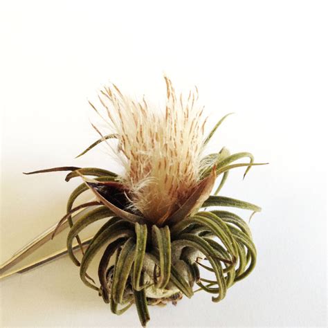 Growing Air Plants From Seeds - PASiNGA photographs + design