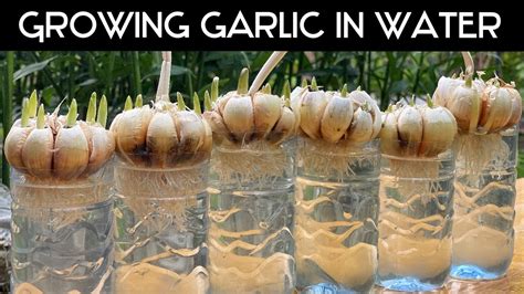 Growing And Using Garlic