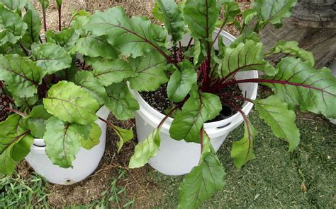 Growing Beets in Containers How to Grow Beets in …