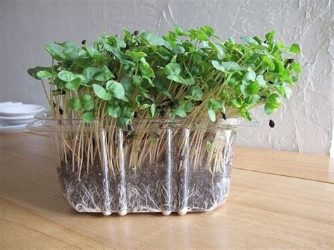 Growing Buckwheat Microgreens a.k.a. Buckwheat …