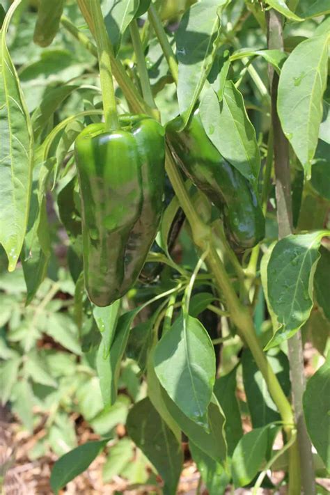 Growing Chile Peppers in New Mexico Gardens New Mexico …