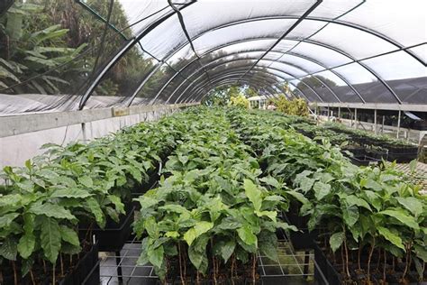 Growing Coffee in Greenhouses - NDSU