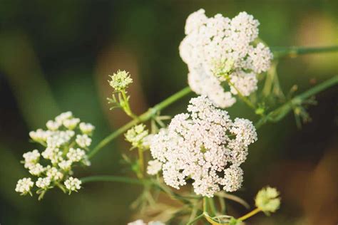 Growing Cumin: All About Planting, Care, Problems …