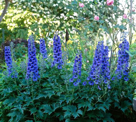 Growing Delphinium Plants (Grow and Care Guide)