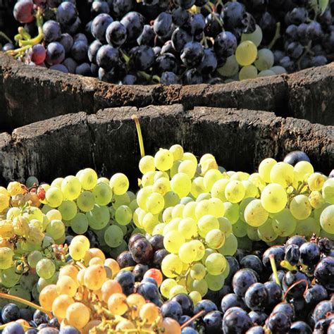 Growing Grapes in a Home Garden University of Maryland …