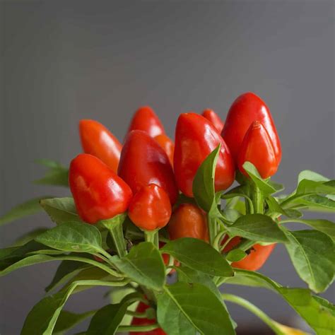 Growing Hot Peppers Indoors: The Basics - PepperScale