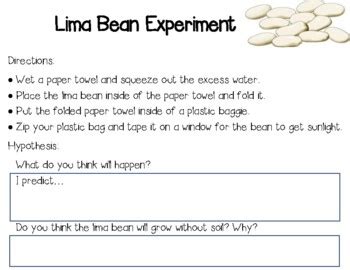 Growing Lima Beans Teaching Resources Teachers Pay Teachers