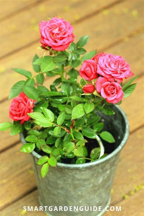 Growing Miniature Roses Indoors (My Secret Tips)