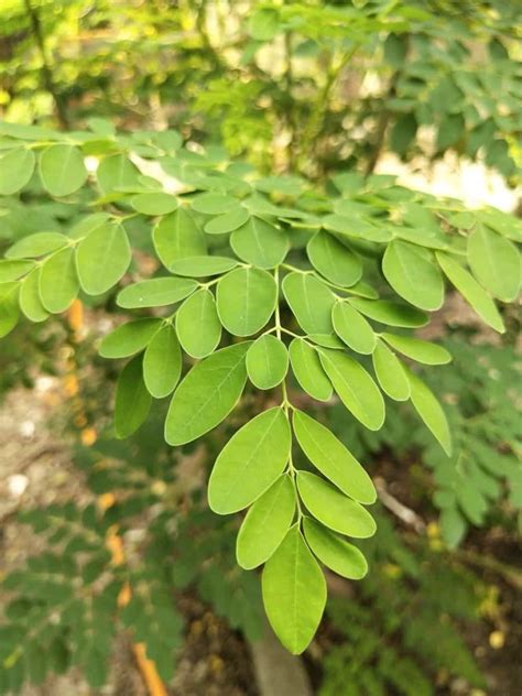 Growing Moringa - Moringa Trees