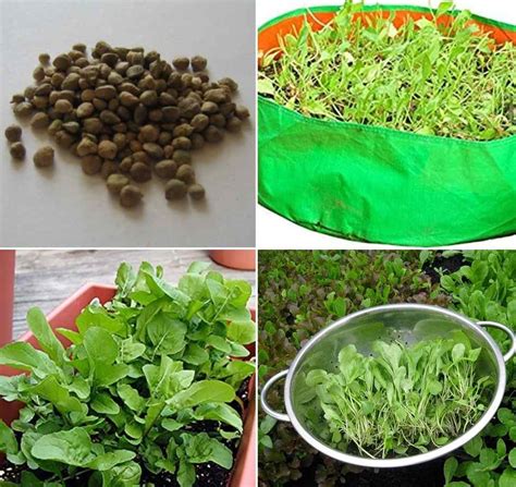 Growing Palak from Seeds, Spinach Seed Germination