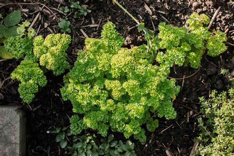 Growing Parsley Plants Planting & General Growing Tips