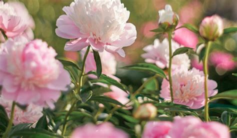 Growing Peonies in Central Texas? - Houzz