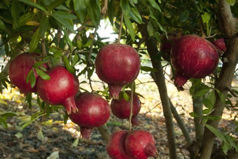 Growing Pomegranates in Northern California - FineGardening