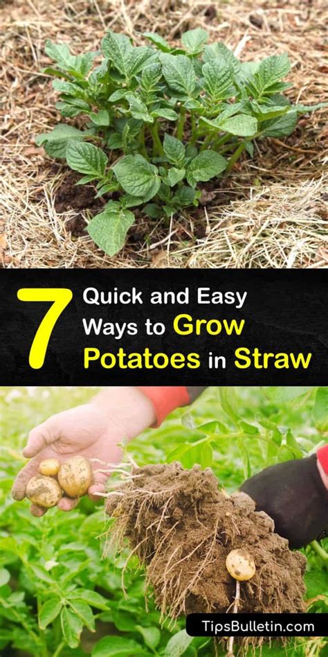 Growing Potatoes in Straw - Easy Haybale Potato Planting Guide