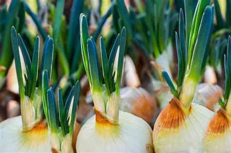 Growing Sweet Onions — The Forest Flower