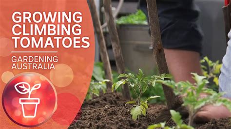 Growing Tomatoes – Gardening Australia Guide