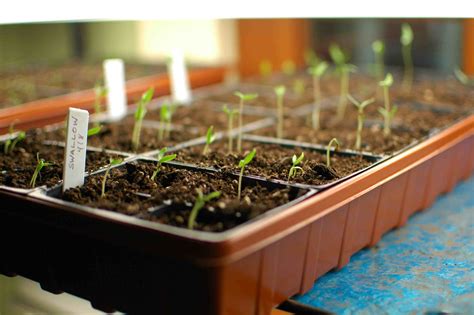 Growing Tomatoes from Seeds, Plants, in …