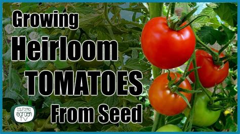 Growing Tomatoes from Seeds: A Step-By-Step Guide