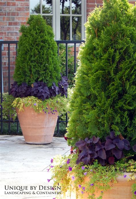 Growing Trees and Shrubs in Containers - LinkedIn