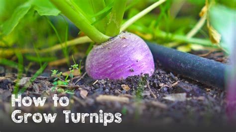 Growing Turnips - Information On How To Grow …