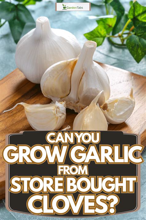 Growing Your Store-Bought Garlic: All You Need to …