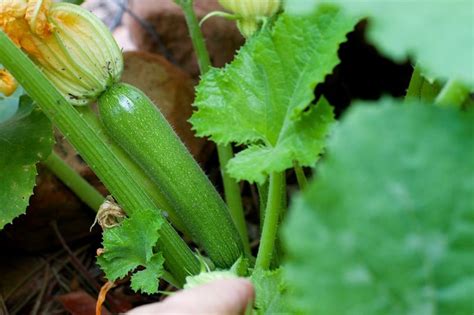 Growing Zucchini Hydroponically - A Full Guide Gardening Tips