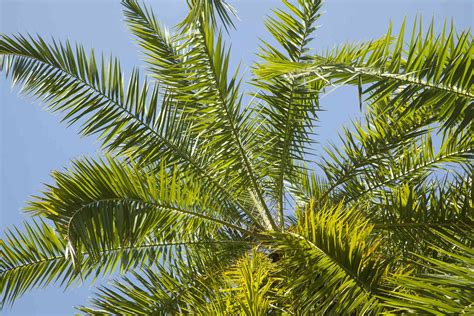 Growing a Phoenix Palm in a Container-Growing this Exotic Beauty