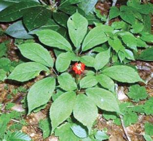 Growing american ginseng in forestlands - US Forest …