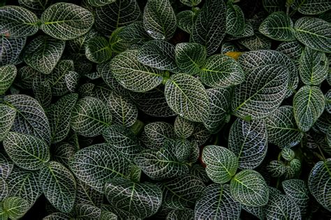 Growing and Caring for Nerve Plant (Fittonia …