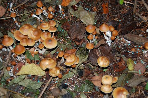 About Azurescens Mushrooms. Psilocybe azurescens is a species of psychedelic mushroom whose main active compounds are psilocybin and psilocin. It is among the most potent of the tryptamine-bearing mushrooms, containing up to 1.8% psilocybin, 0.5% psilocin, and 0.4% baeocystin by dry weight, averaging to about 1.1% …. 