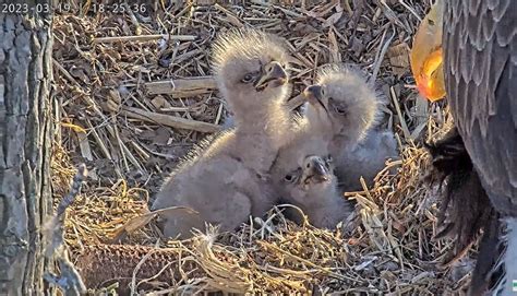 Growing bald eagle family at Dulles Greenway welcomes triplets as last egg hatches