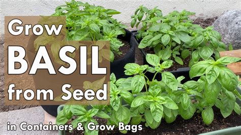 Growing basil from seed to harvest. .  ...