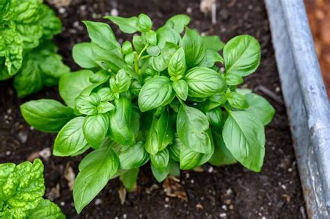 Growing basil in garden