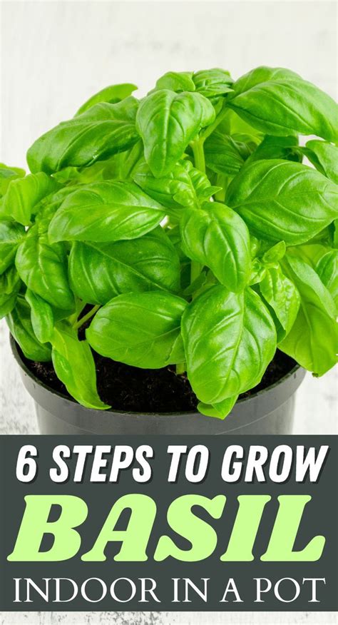 Growing basil in pots indoors
